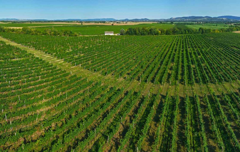 dufrex vinohrad moca